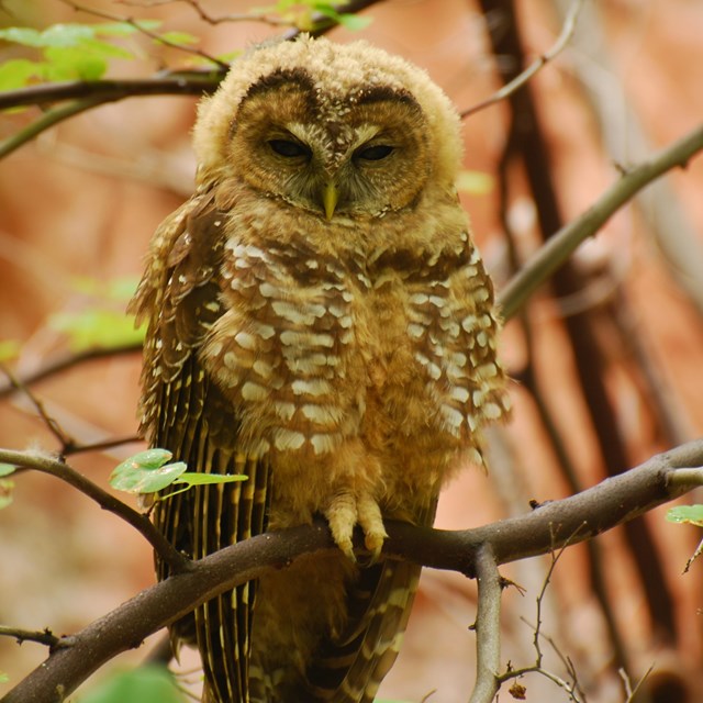 An owl perched in leafy bush with the red wall behind it. 