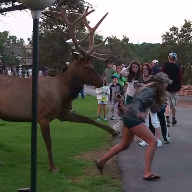 A picture of an elk  kicking at at the back of a young woman who was trying to get a selfie.