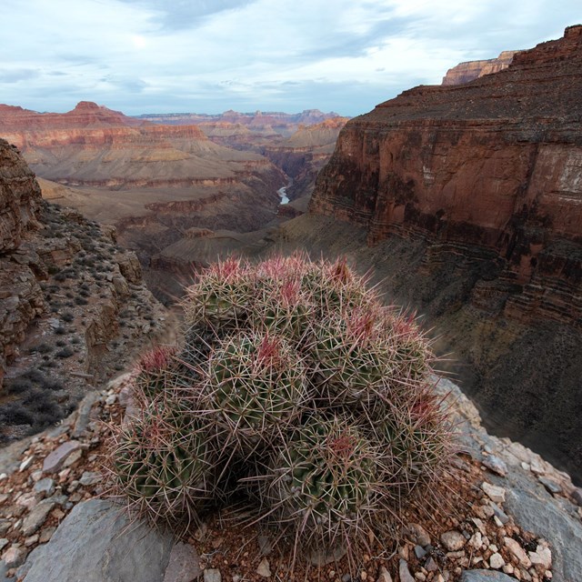 A cactus on a ledge 