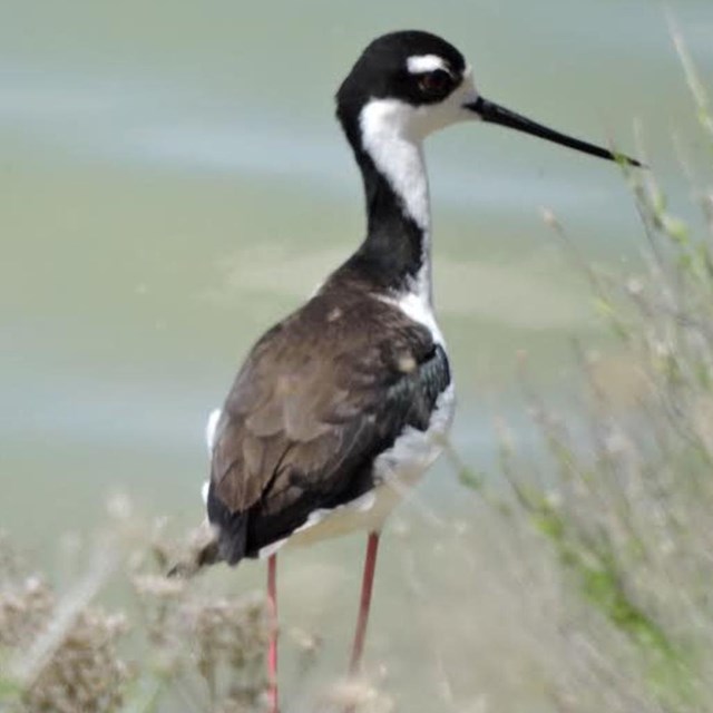 A black necked-stilt stands on the water's edge near the vegetation.