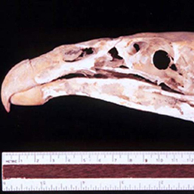 A photo of a fossil condor skull with a reference ruler under it. 