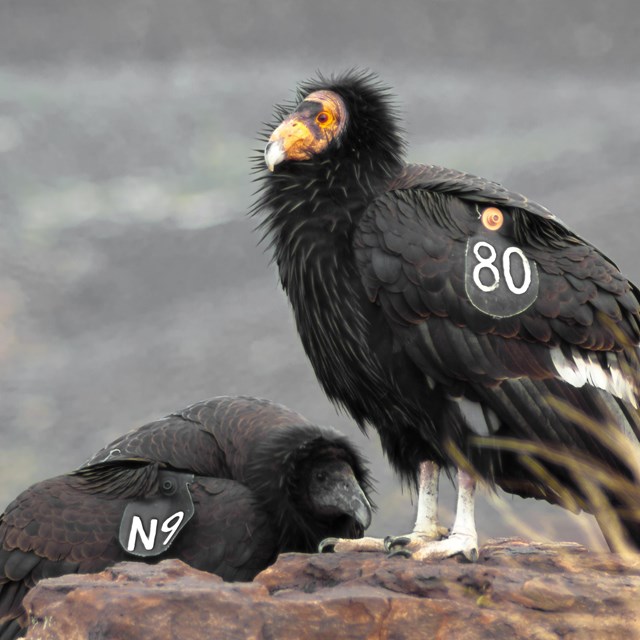 An adult condor with it's bald head stand over a prostrate juvenile with a black head. 
