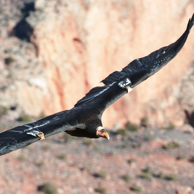 Female condor number 87 in flight in the canyon.