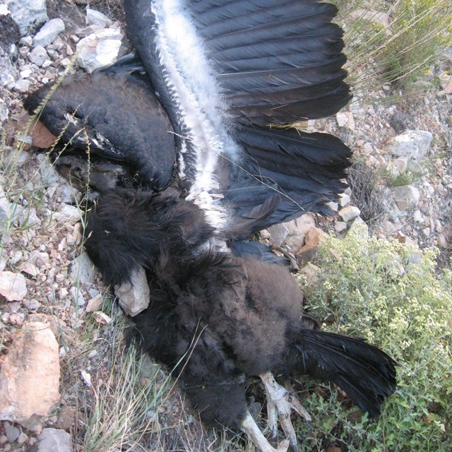 A dead and mangled condor lies on the ground.