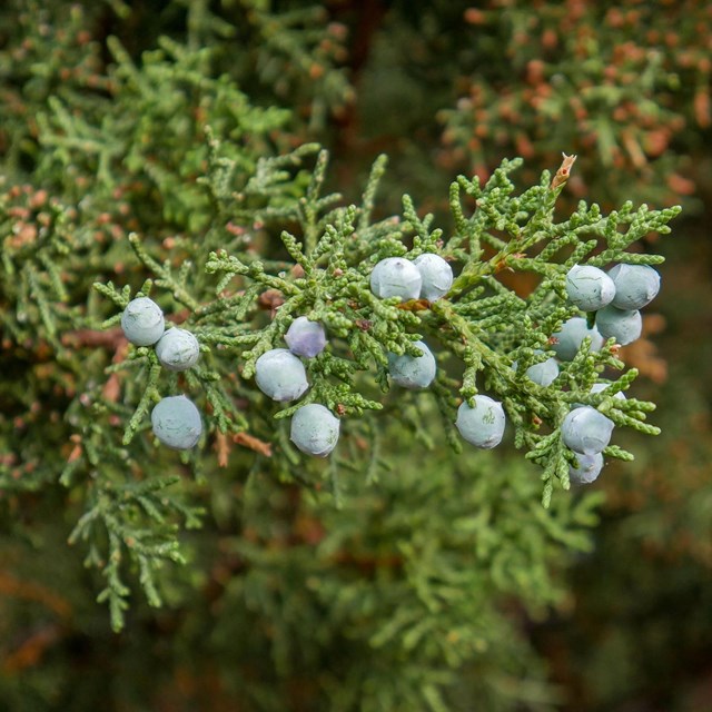 Green scale-like needles cluster on a tree branch with pale blue berries throughout.
