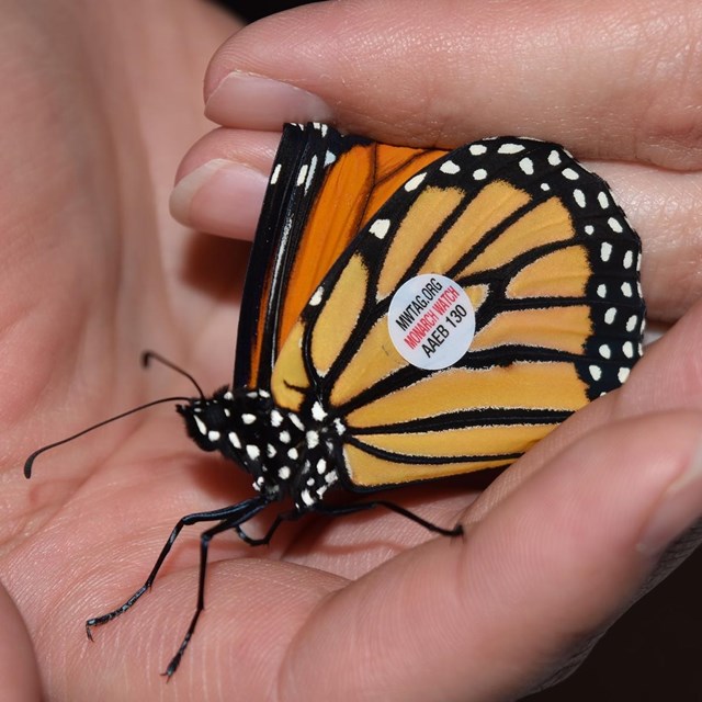 A set of human hands holds a bright orange and black monarch butterfly with a sticker on its wing.