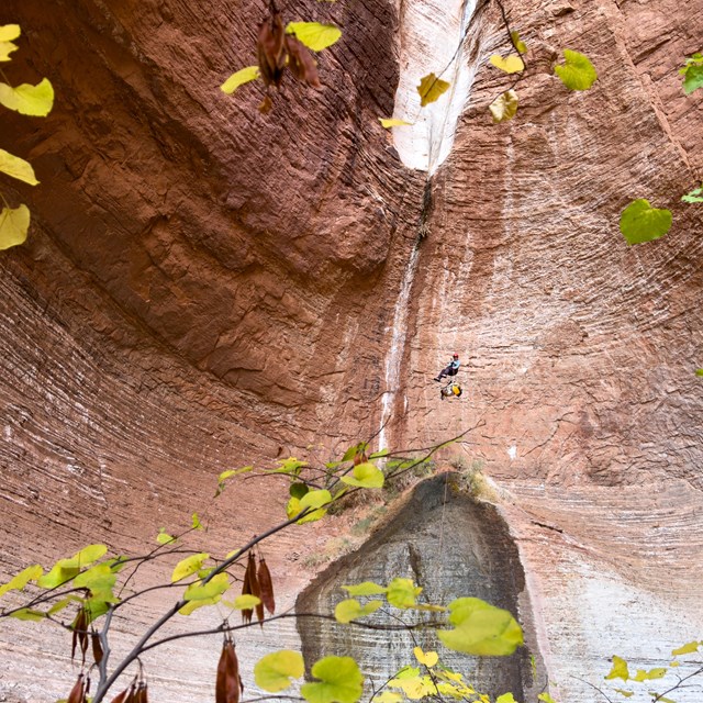 A canyoneer rapells down a wide orange side canyon 