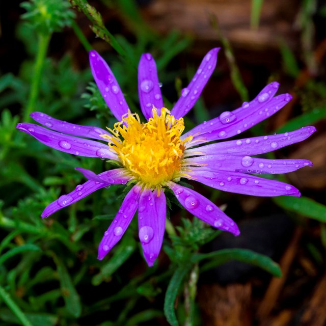 Yellow centered flower with bright blue-purple petals all around; petals have dew drops.