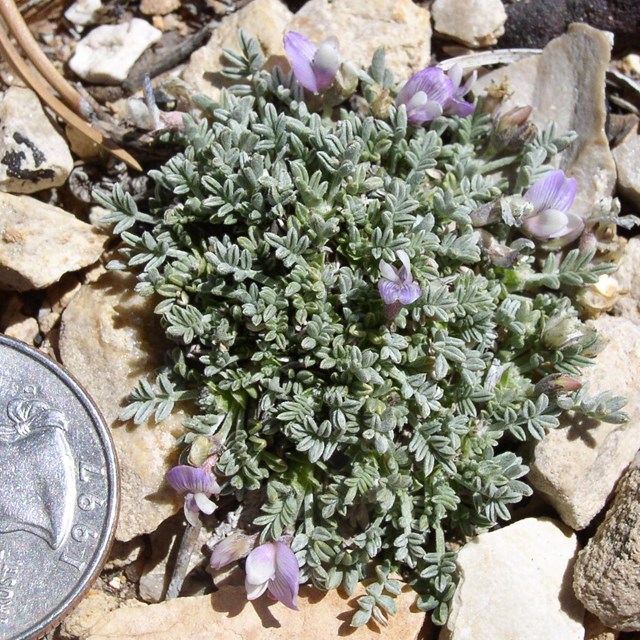Tiny mint green leaves and even tinier purple flowers measures the same size a quarter.
