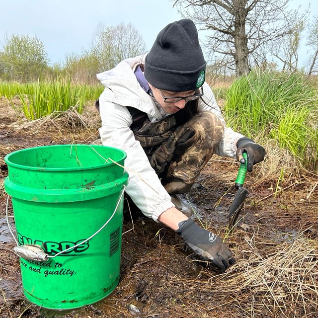 Volunteer in hip waders planting a native plant plug in a wetland