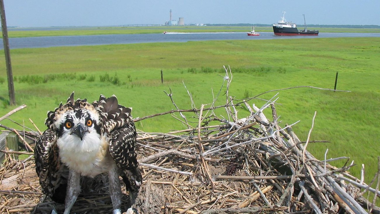 An osprey perches in its nest. Photo by Fred Akers / Great Egg Harbor Watershed Association.
