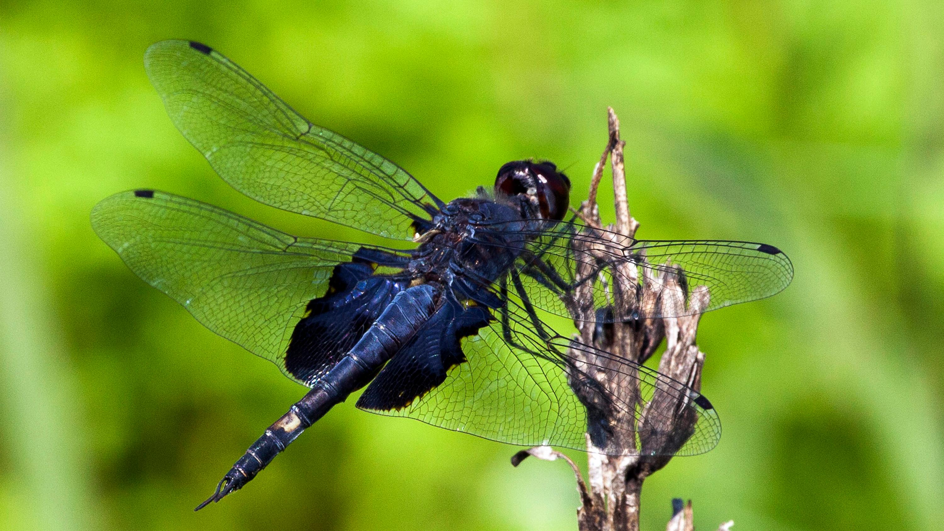 A blue and black dragonfly on a brown plant's stem. 