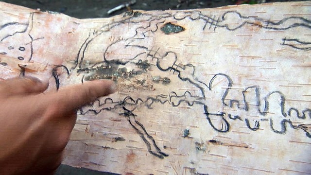 A finger points to charcoal lines on a length of birch bark.