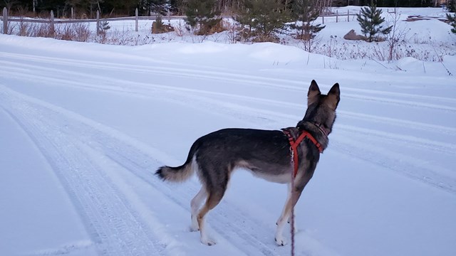 A black and gray dog with pointy ears on a leash, in a snowy landscape.