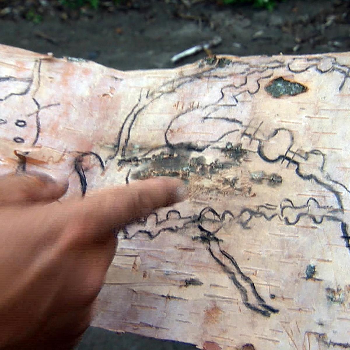 A finger points to charcoal lines on a length of birch bark.