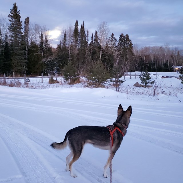 A black and gray dog with pointy ears on a leash, in a snowy landscape.