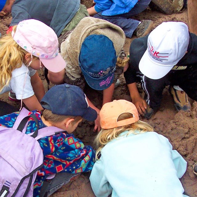 Students searching in the sand for insects