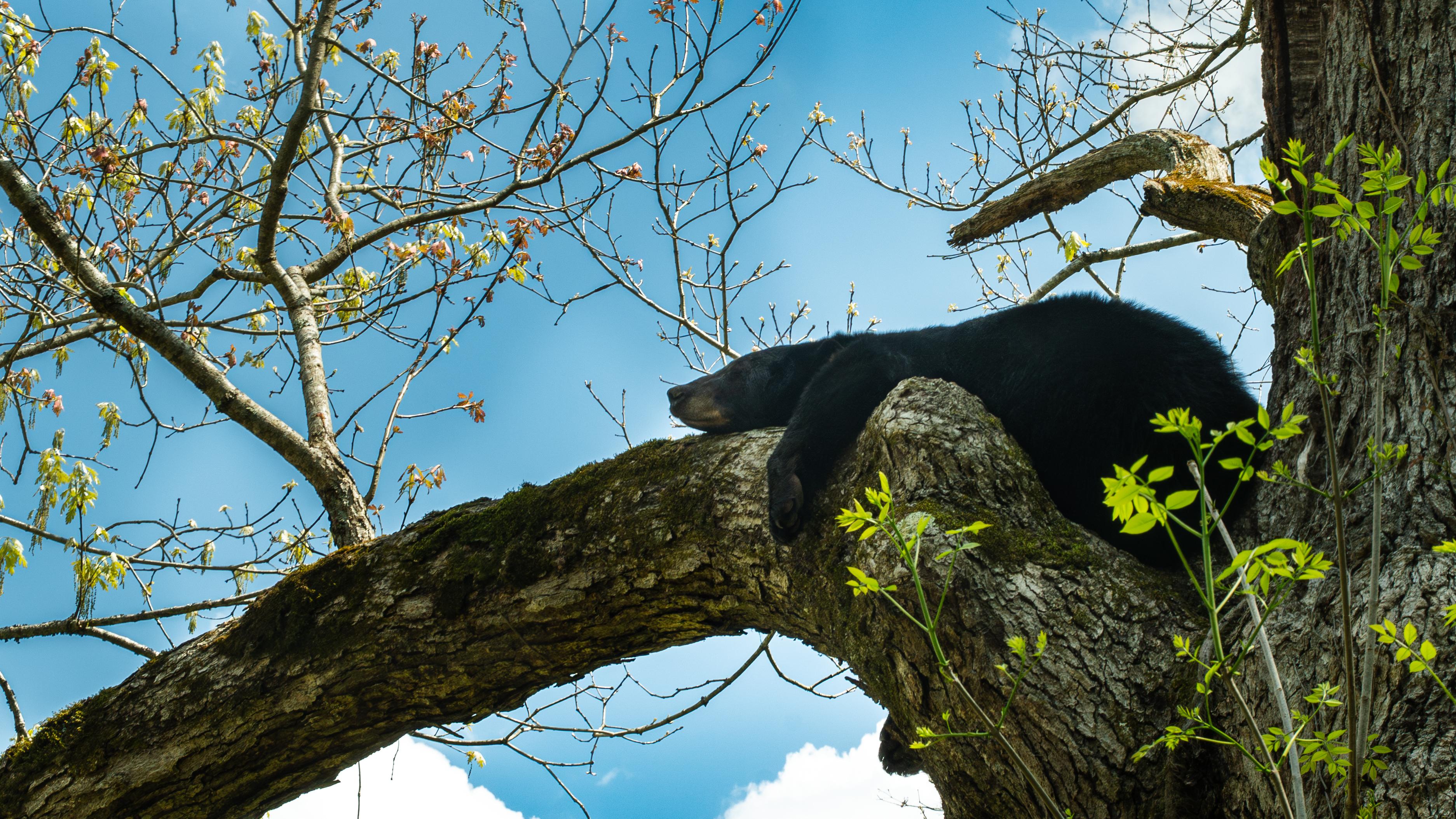 A bear sleeping in a tree.