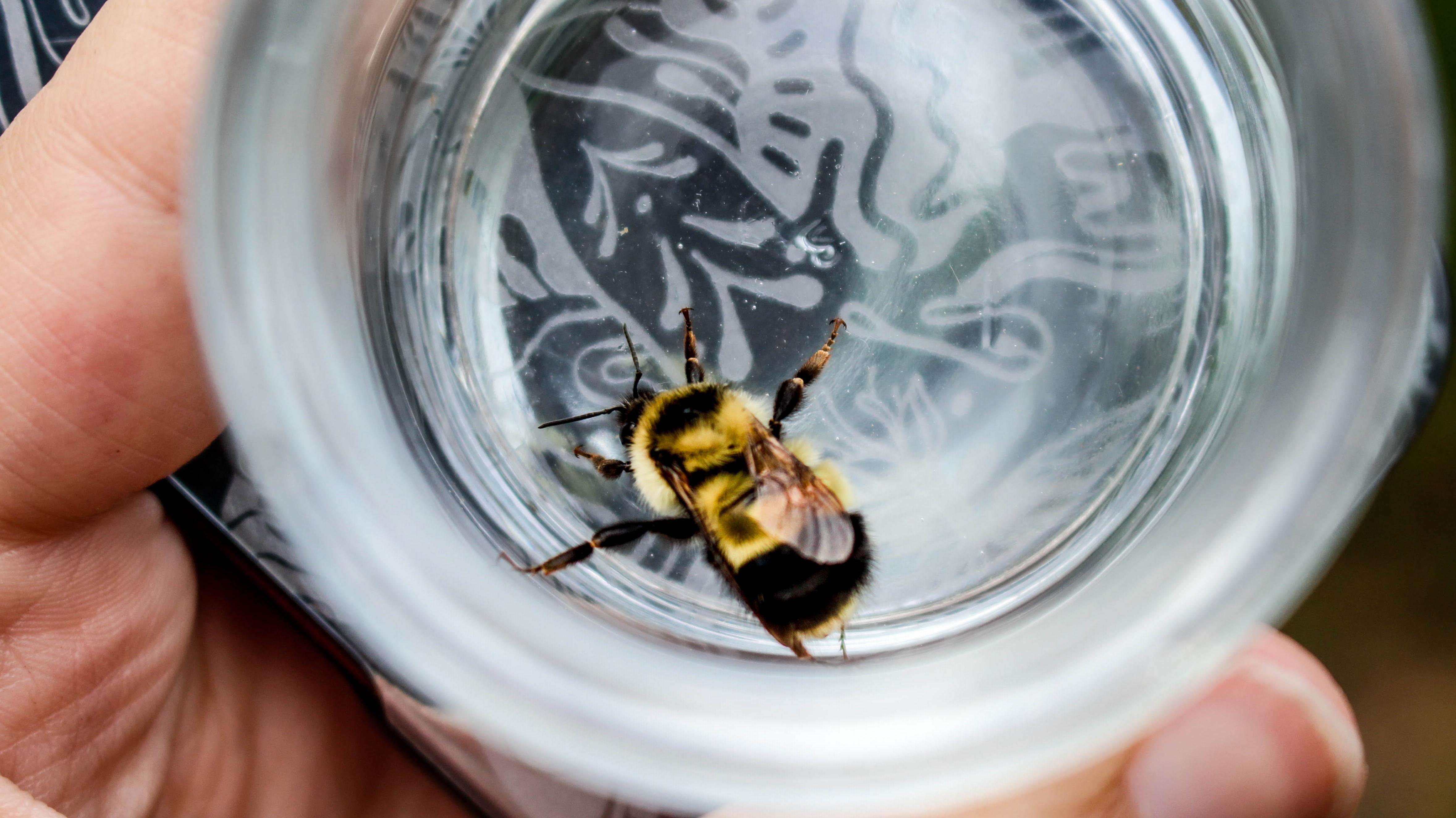 A bumble bee in a plastic cup.