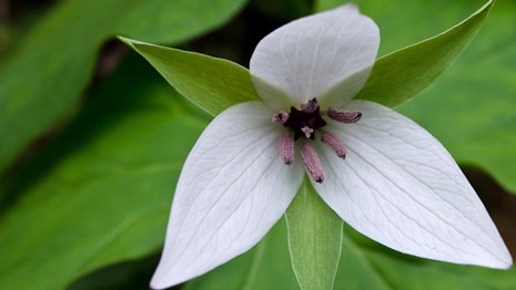 The three white petals of a sweet white trillium against the plant's green foliage.