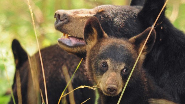 Two black bear cubs nestle with their mother