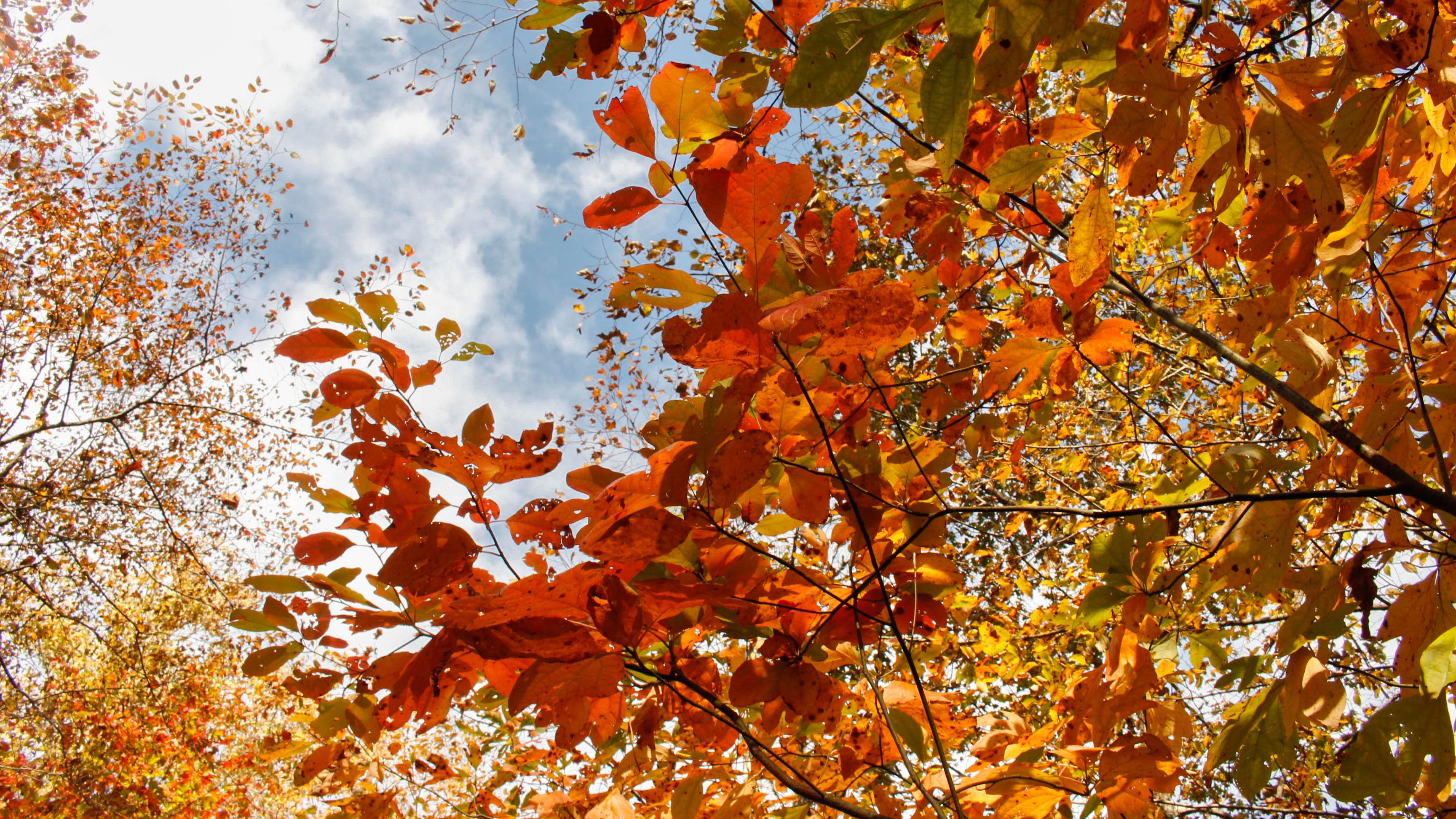 Colorful fall leaves.