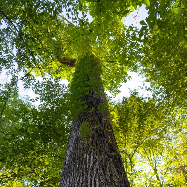 A tulip tree with bright green leaves.