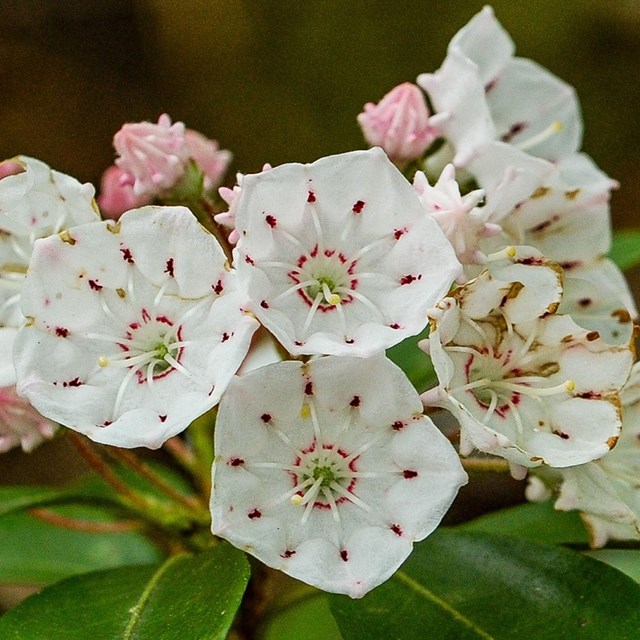 A blooming shrub with white flowers.