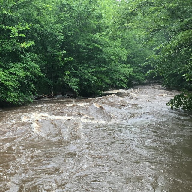 A high-water river flowing through the forest.