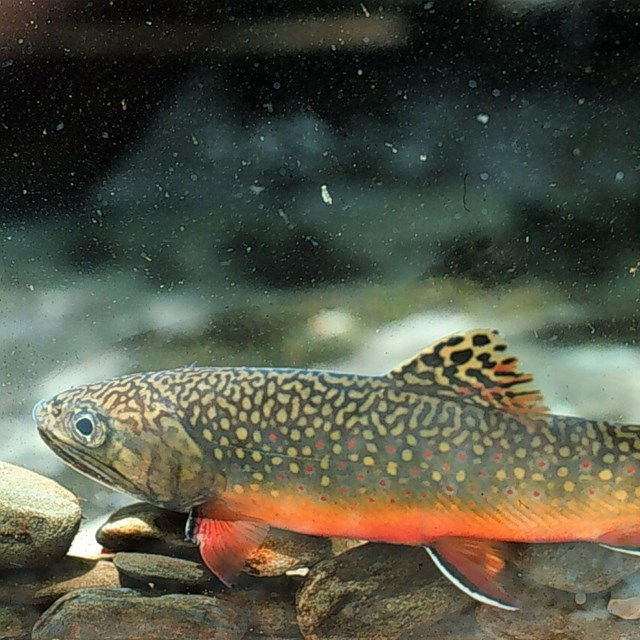 A brook trout with a bright orange belly.