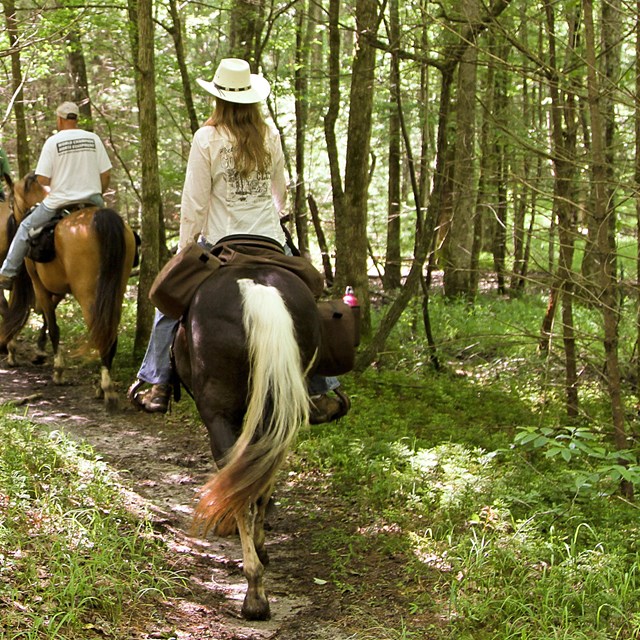A group of visitors ride horses along a trail in the woods.