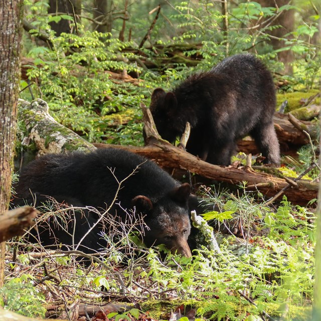 Two bears in a dense forest.