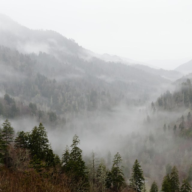 A cloudy sky above a fog-filled valley with green trees in the foreground.