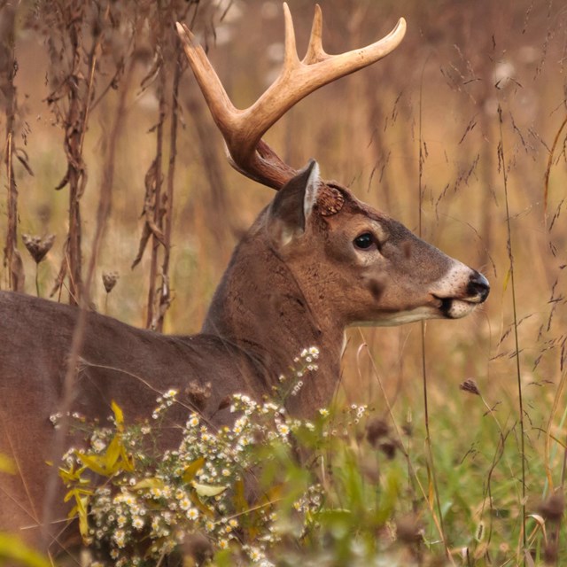 A buck deer with large antlers in tall grass.