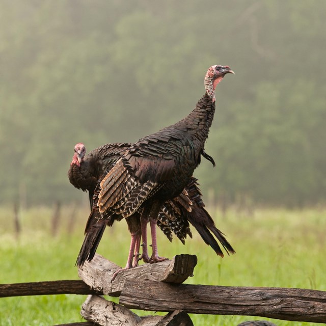 Two turkeys standing on a fence
