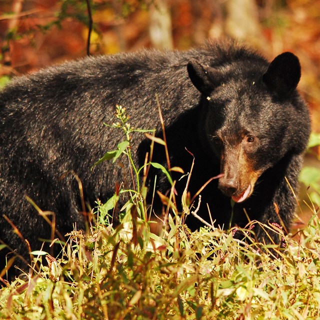 A black bear in grass.