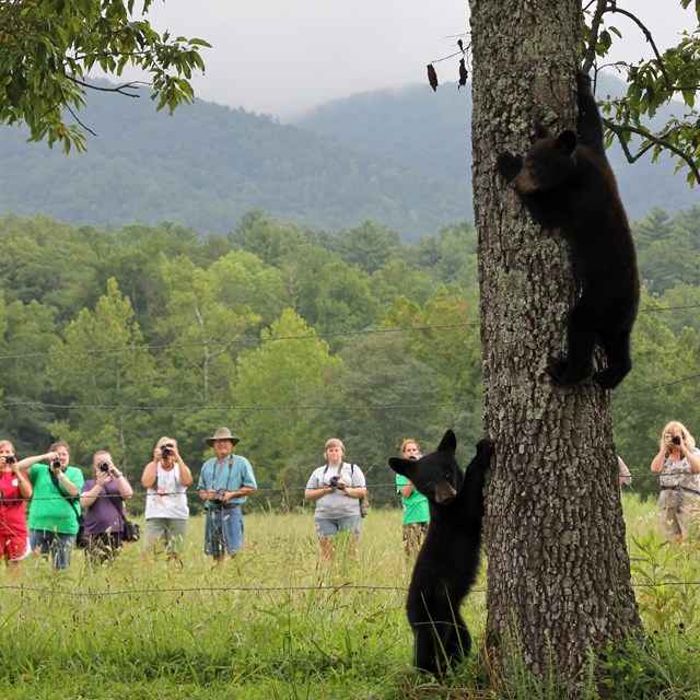 Two bear cubs running up a tree with people watching in background.