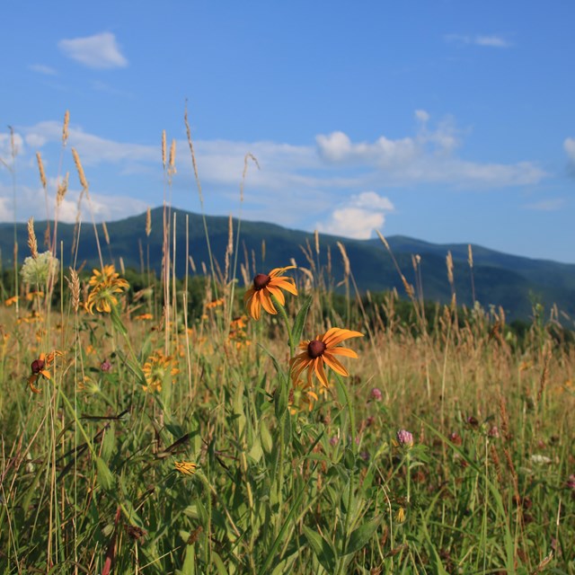 A clear foreground of yellow flowers in a meadow with an unfocused backdrop of a mountain