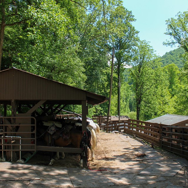 A horse stable with several horses lined up underneath and a fence and trees around the structure.