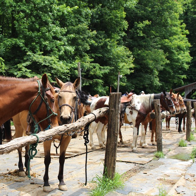 Multiple horses lined up, a tan one looking at the camera. Trees in the background.