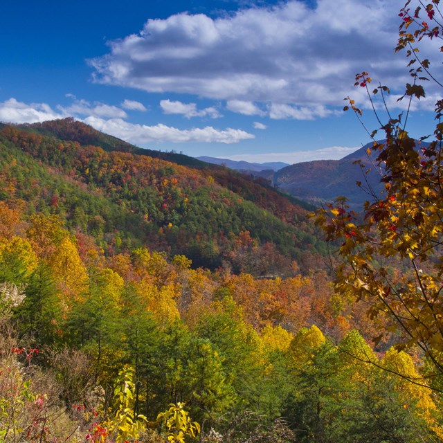 Fall-colored trees blanket smoothly rolling mountain sides.