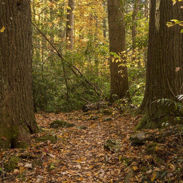 Large trees along a leaf-covered trail in fall.