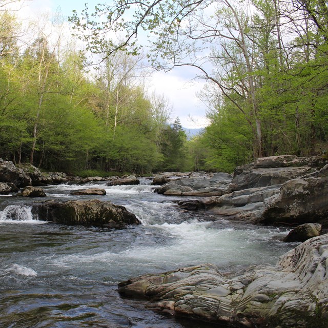 A creek flowing over large rocks in a lush forest. A distant mountain view visible between the trees