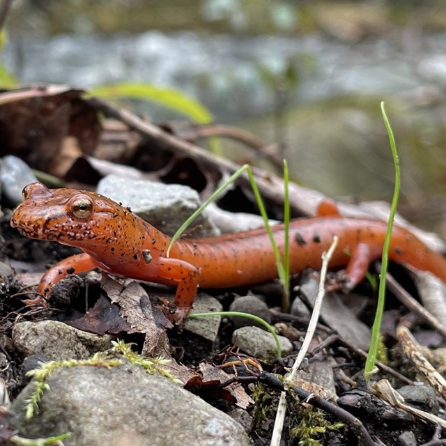 A spring salamander which is bright orange.
