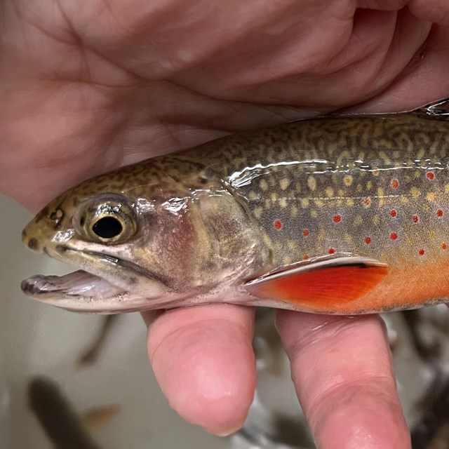 A brook trout 