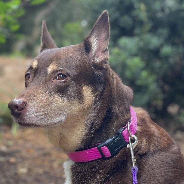 A dog with a pink collar.