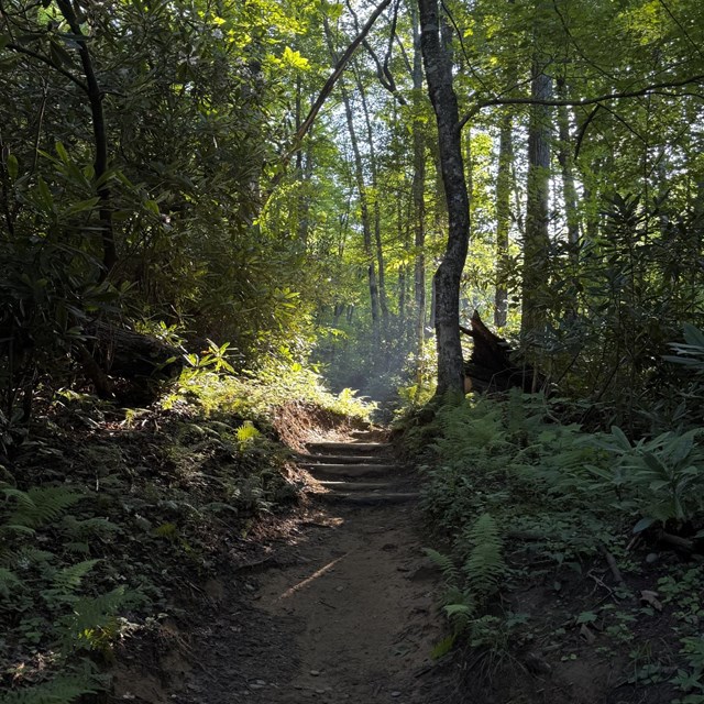 A trail through a dark woods.