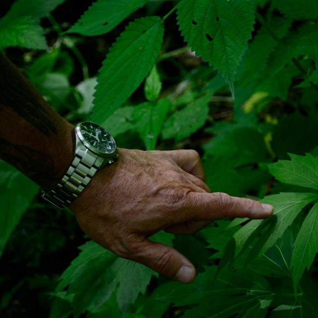 A hand points to the green leaves of a sochan plant.