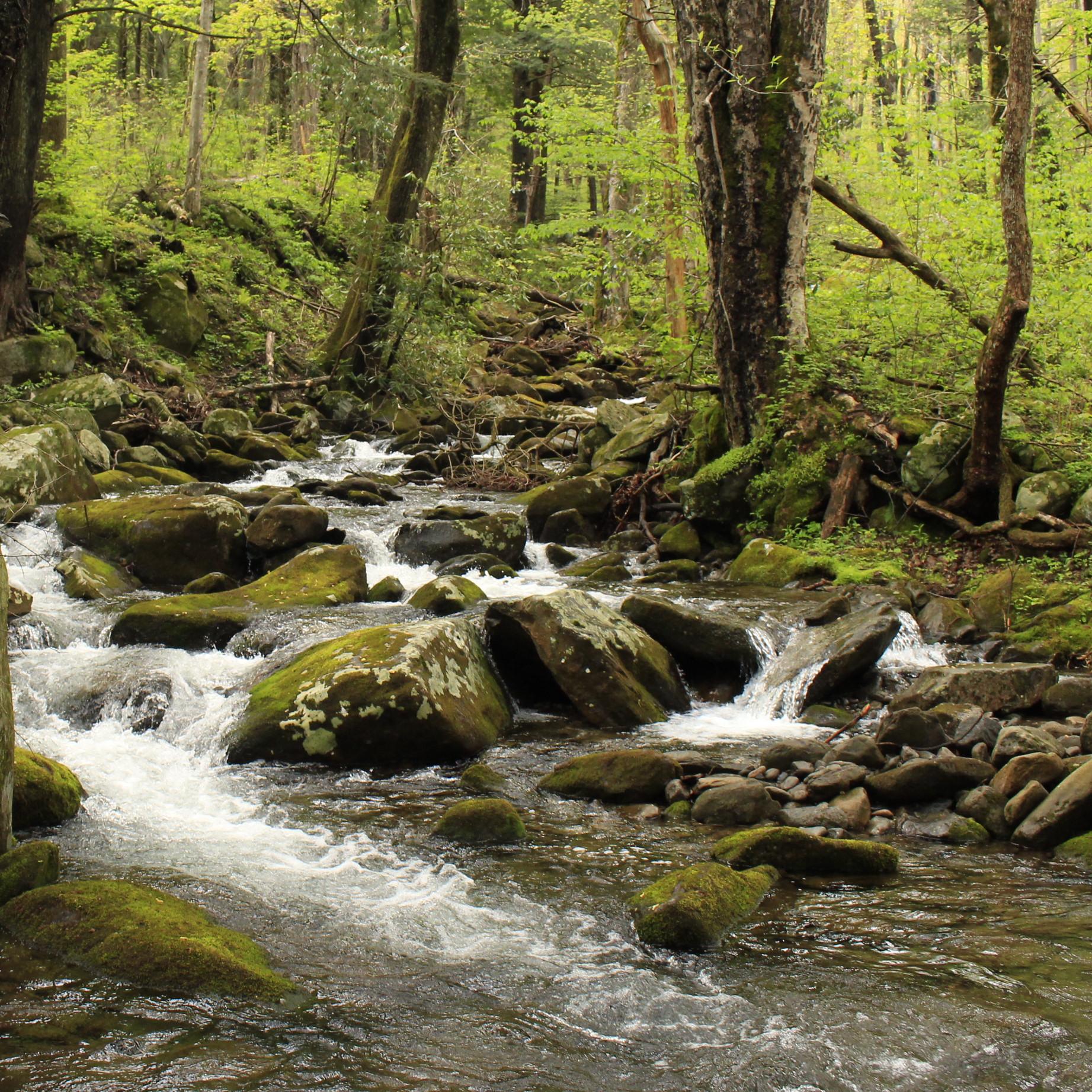 A small stream flowing in the forest over mossy rocks