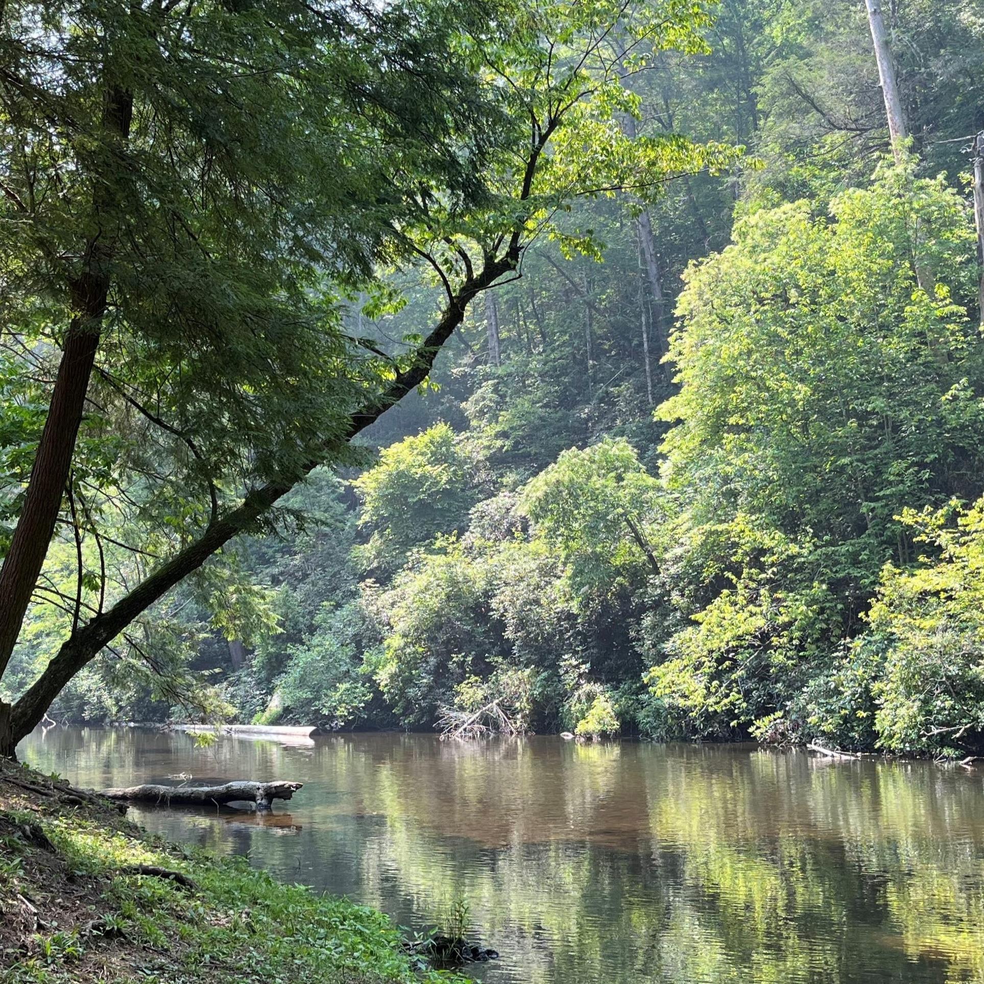 A shallow, rocky creek near lush vegetation.